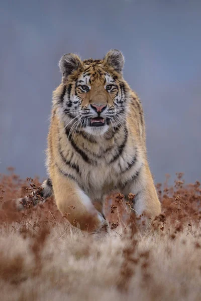 Tigre siberiano desde la vista frontal, corriendo para cazar presas en invierno en la nieve. (Panthera tigris ) —  Fotos de Stock