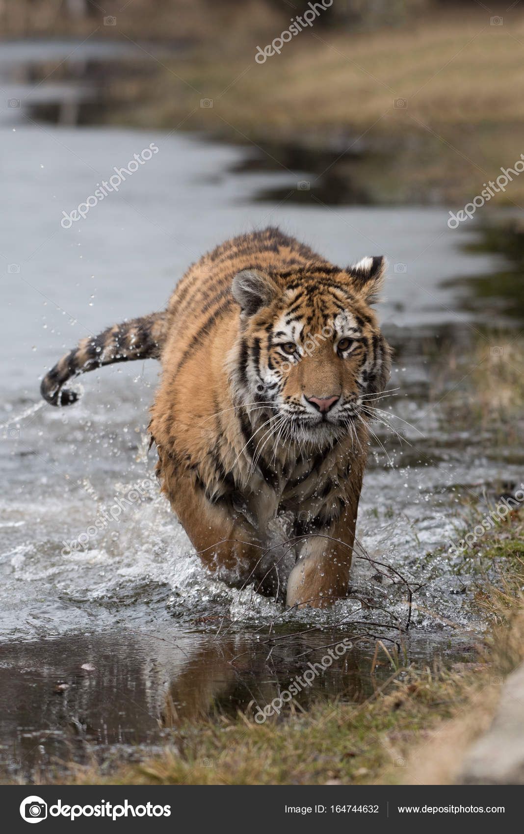 从正面来看 跑来追捕猎物在冬天在雪地上跑的西伯利亚虎 虎 图库照片 C Riverriver 从正面来看 跑来追捕猎物在冬天在雪地上跑的西伯利亚虎 虎 图库照片 C Riverriver