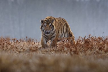 Sibirya kaplanı açık görüş, av kışın karda avlamak için koşuyoruz. (Panthera tigris) 