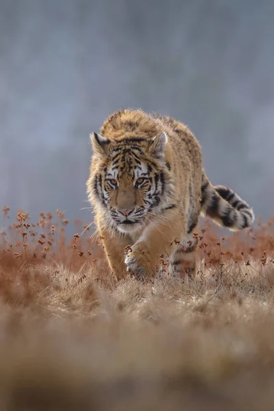 Tigre siberiano desde la vista frontal, corriendo para cazar presas en invierno en la nieve. (Panthera tigris ) — Foto de Stock