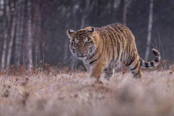 Сибірський тигр від вигляд спереду, runing вистежити здобич взимку на снігу. (Panthera тигр) — стокове фото