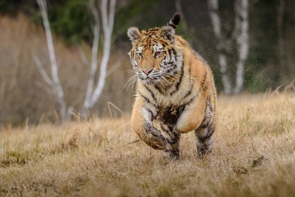 Sibirischer Tiger von vorne, der im Winter auf Schnee Jagd nach Beute macht. (Panthera tigris) — Stockfoto