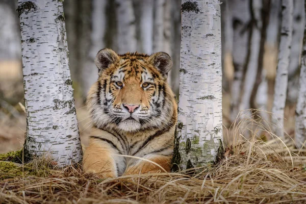 Tigre siberiano de vista frontal, correndo para caçar presas no inverno na neve. (Panthera tigris ) — Fotografia de Stock