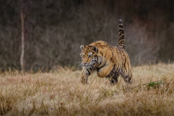 Sibirischer Tiger von vorne, der im Winter auf Schnee Jagd nach Beute macht. (Panthera tigris) — Stockfoto
