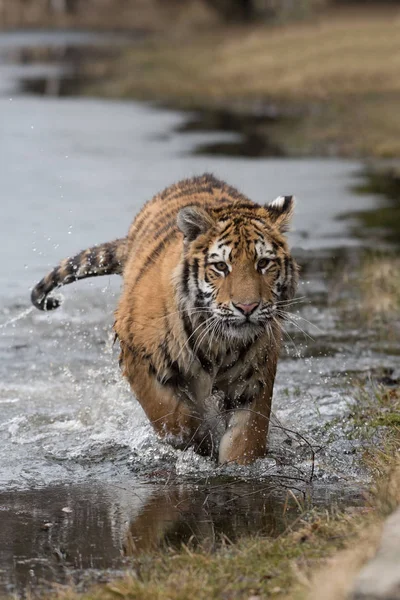 Siberian tiger from front view, runing to hunt down prey in winter on snow.(Panthera tigris) — Stock Photo, Image