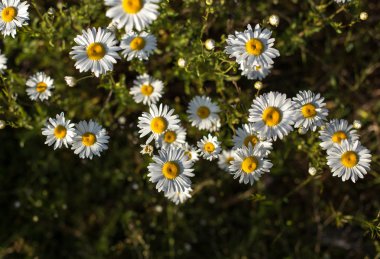 Yazın papatya tarlası