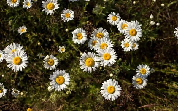 Chamomile field in summer — Stock Photo, Image