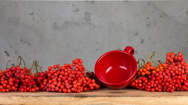 Red rowan tree for decoration — Stock Photo, Image