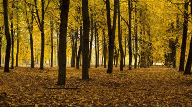 parlak sonbahar manzara