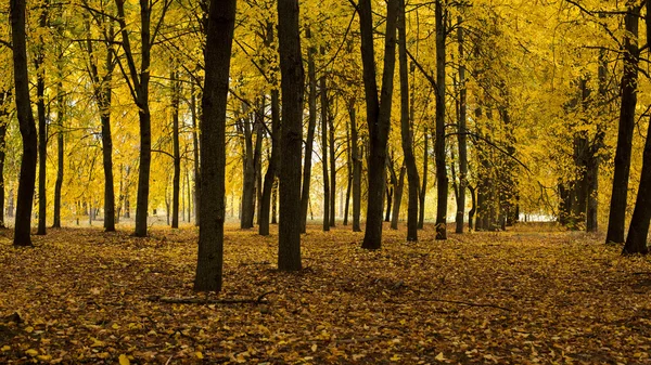 Paisagem de outono brilhante — Fotografia de Stock