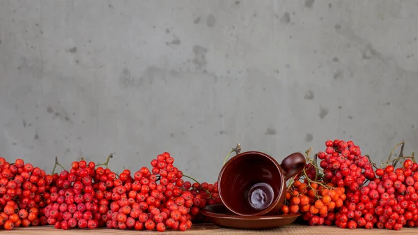 Red rowan berry — Stock Photo, Image