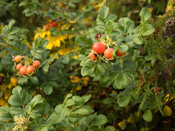 Rosa canina selvatica in autunno — Foto Stock