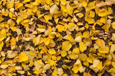 Sonbahar çiçek doku