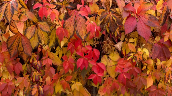 stock image Autumn floral texture