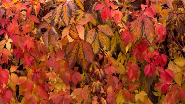 Parlak sonbahar yaprakları