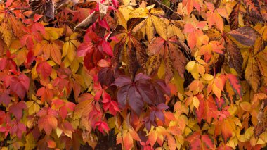 Sonbahar yaprakları dokusuna