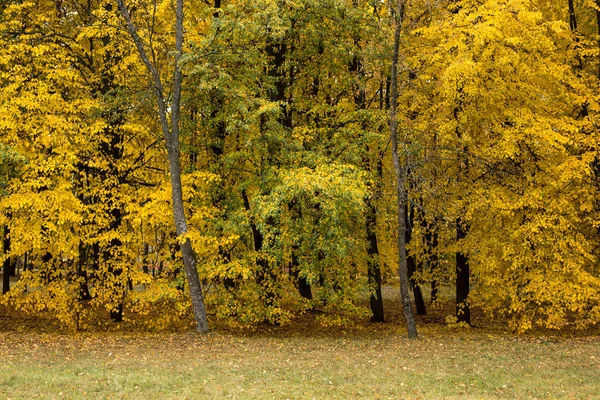 Яркий осенний парк — стоковое фото
