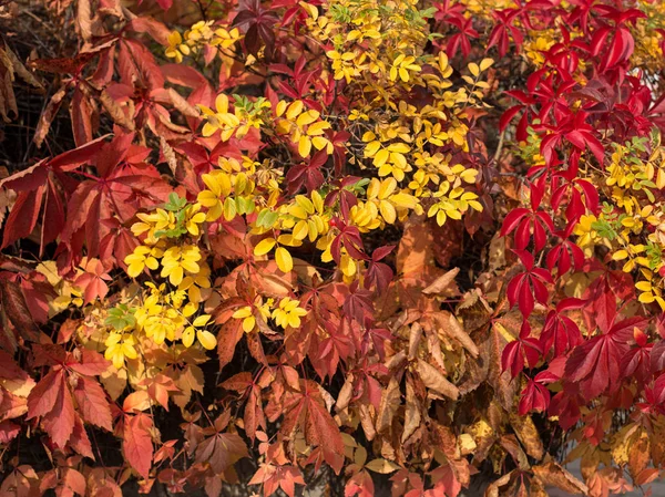 Herbstliche Textur der Blätter — Stockfoto