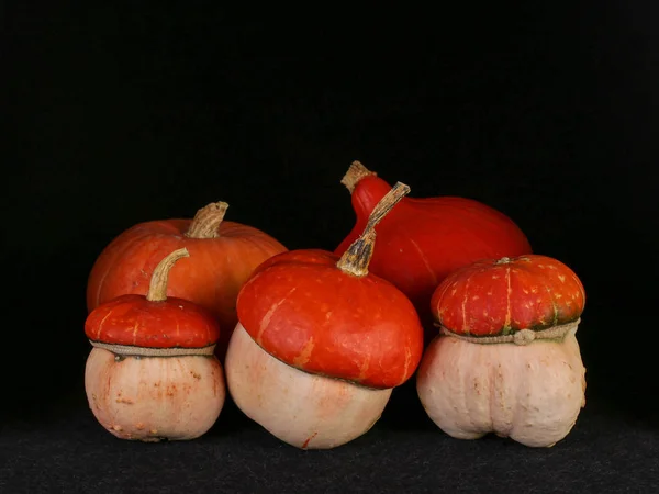 Beautiful orange pumpkins — Stock Photo, Image
