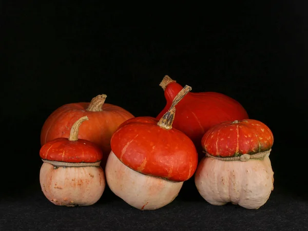 Abóboras laranjas bonitas — Fotografia de Stock