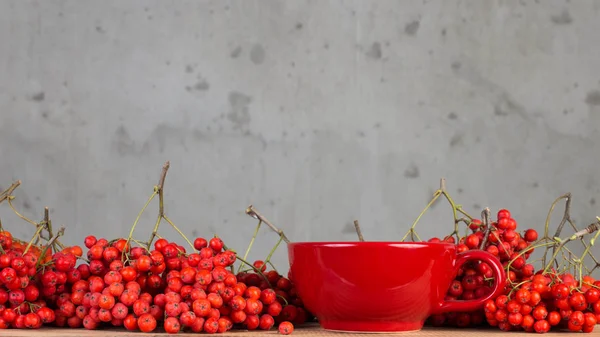Berries of red rowan — Stock Photo, Image