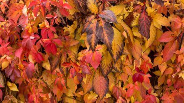 sonbahar yaprak dokusu