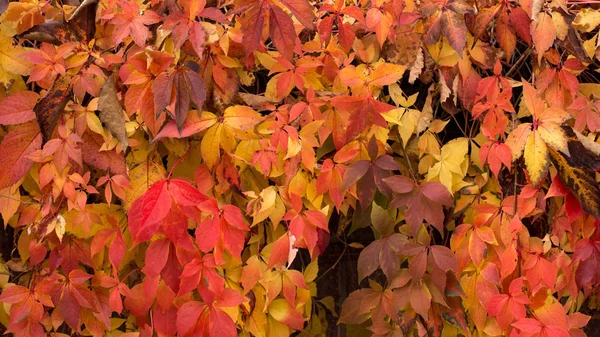 Laubstruktur im Herbst — Stockfoto