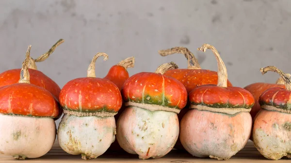 Decorative pumpkins interior — Stock Photo, Image