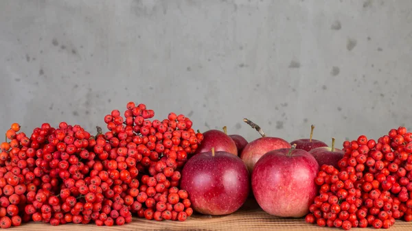 Berry red rowan — Stock Photo, Image