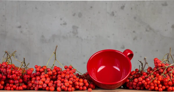 Berry red rowan — Stock Photo, Image