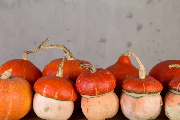 Appelsindekorativt gresskar – stockfoto