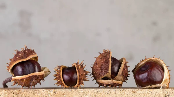 Still life of chestnuts — Stock Photo, Image