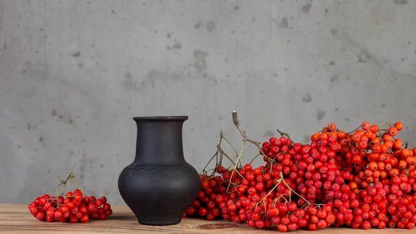 Bayas de serbal rojo — Foto de Stock