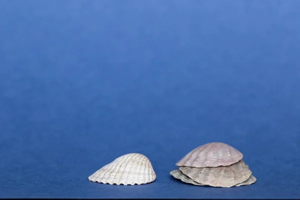 Minimalism, seashells on a colored background — Stock Photo, Image