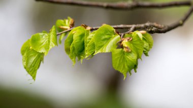 Bahar Orman ve parlak çimen