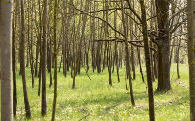 Bahar Orman ve parlak çimen