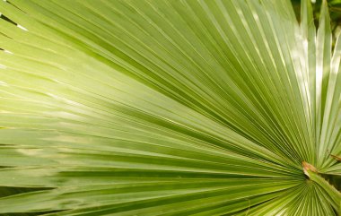 İlginç egzotik bitkiler