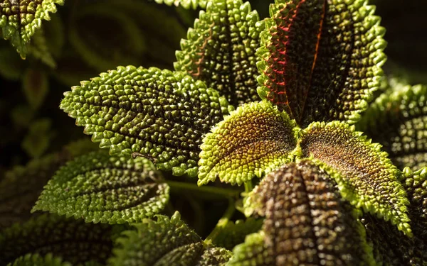 Interessante exotische Pflanzen — Stockfoto