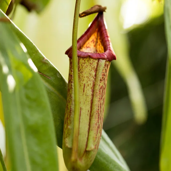 Interessante exotische planten — Stockfoto