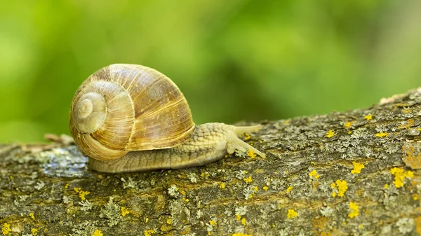 Egy nagy szőlő csiga — Stock Fotó