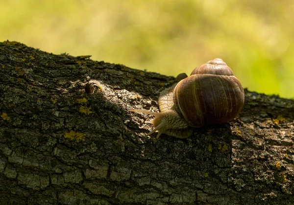 A large grape snail — Stock Photo, Image