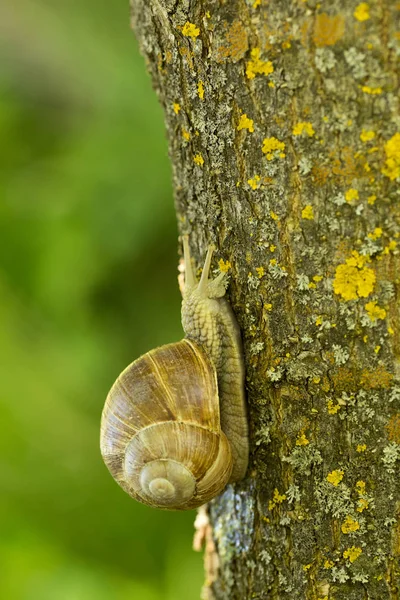 Eine große Weinbergschnecke — Stockfoto