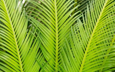 İlginç egzotik bitkiler