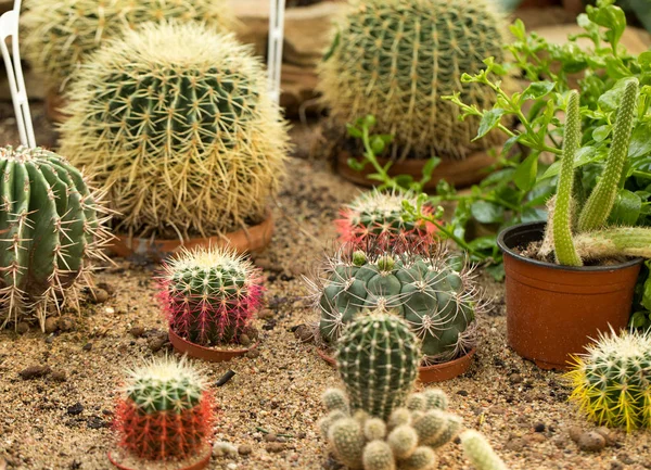 Interessante exotische planten — Stockfoto