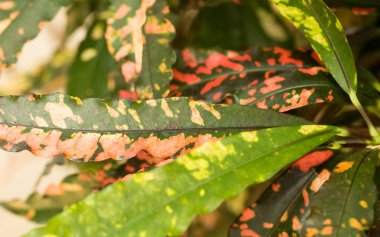 İlginç egzotik bitkiler