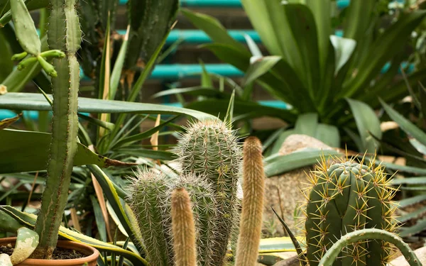 Interessante exotische planten — Stockfoto