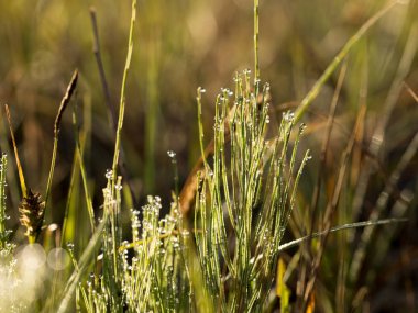 Çiy damlaları ve güneş