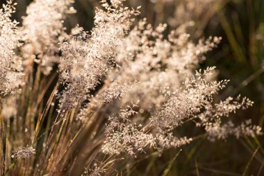 Çiy damlaları ve güneş