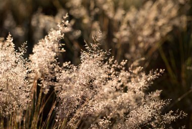Çiy damlaları ve güneş