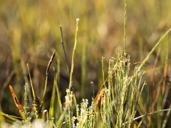 Daggdroppar och solen — Stockfoto